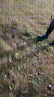 【丹祖宗】双S户外遛狗专场 bf8938