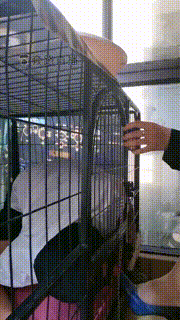 【傲雪】狗笼圈养羞辱 bf17389