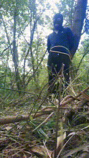 【妲己】野外暴虐狗奴 bf20255