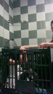 【盈盈】捆绑圈养囚禁狗 bf18734