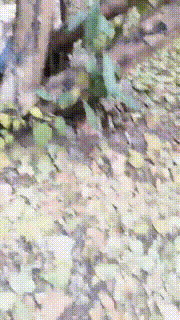 【田甜圈】户外双S虐杀偷拍狂【三视角版】 bf24057_3封面图