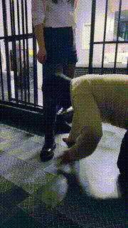 【语阳】御姐刑房鞭打驯马 bf24349封面图