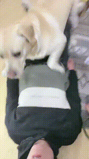 【小布丁S】人不如狗系列(二) bf25070