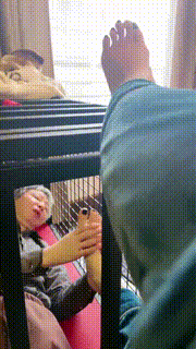 【一嬛】狗笼圈养生活 JS230210_1