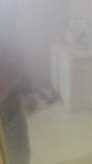 【明明】首次尝试情侣主-绿帽犯贱 bf26545