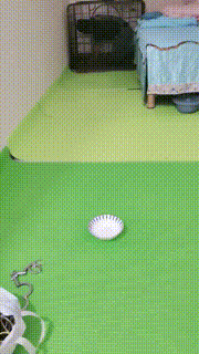 【美容院S】狗笼圈养手铐捆绑跪求圣水转胯爬行 JS23051203封面图