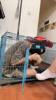 【鬼鬼】关狗笼-闻舔超臭原味鞋袜-喂口水【完整版】 bf30191_1