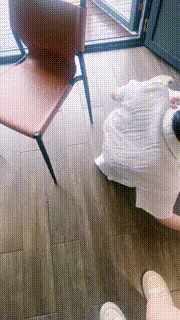 【琪琪大人】拖鞋裸足踩狗-酒店阳台闻舔脏鞋底白袜 bf30418封面图