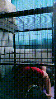 【若澜】圈养狗笼重度虐-高跟踩踏-黑丝脚插嘴捂脸-虐乳 JS23060601封面图