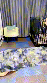 【小笑魔】胯下辱全体重踩踏囚禁狗笼叼鞋架 bf32440_1封面图