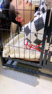 【果儿】双S-狗笼圈养虐打抖M邻居【上部-双视角版】 bf33016_2